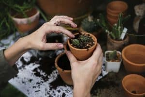 Gardener planting a cactus in a clay pot.